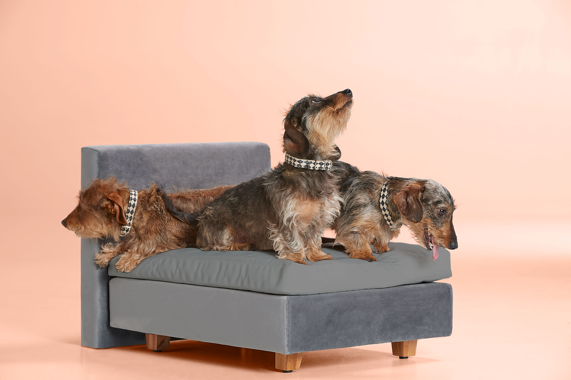 Hondenboxspring Buddy | Swiss Sense